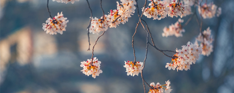 处女座和哪几个星座关系最好 和处女座关系最好的星座