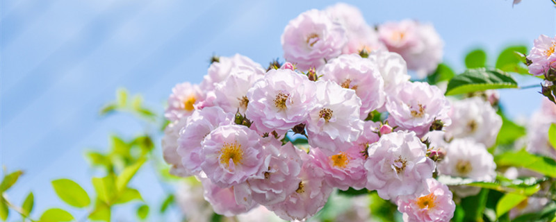 和金牛座最不配的三个星座 十二星座谁和金牛座最不配