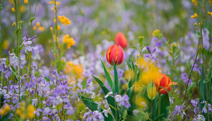 2022年爱情运最旺的星座女 2022年哪些星座女的爱情运最旺