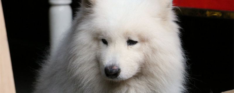 金牛座最适合养什么狗 金牛座适合养什么动物