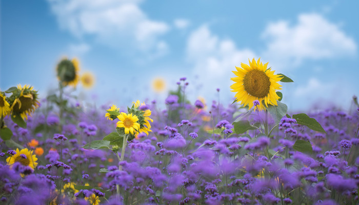 最疼爱水瓶女的星座男 哪些星座男最疼爱水瓶女