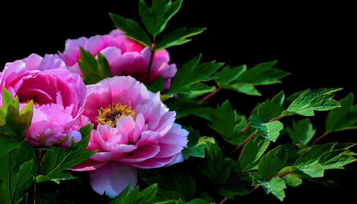 十二星座的守护花仙女神 十二星座的守护花仙是谁