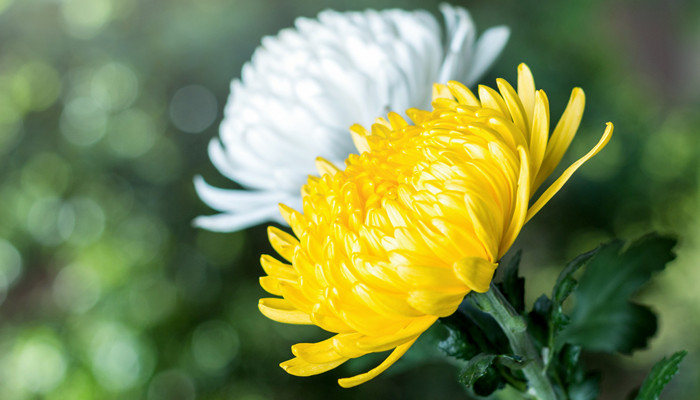 十二星座的守护花仙女神 十二星座的守护花仙是谁