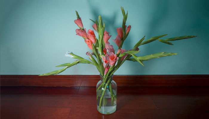 十二星座生辰守护花 十二星座生辰守护花是什么