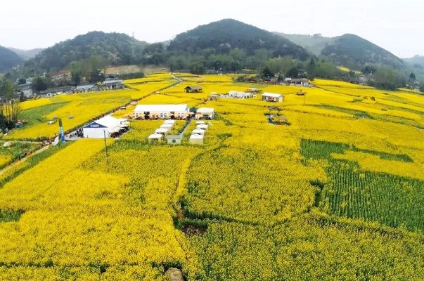 换个角度,春天一起俯瞰金色油菜花海!