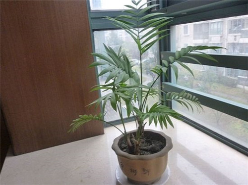 冬季家裡適合養什麼植物 6種非常適合家裡養的植物