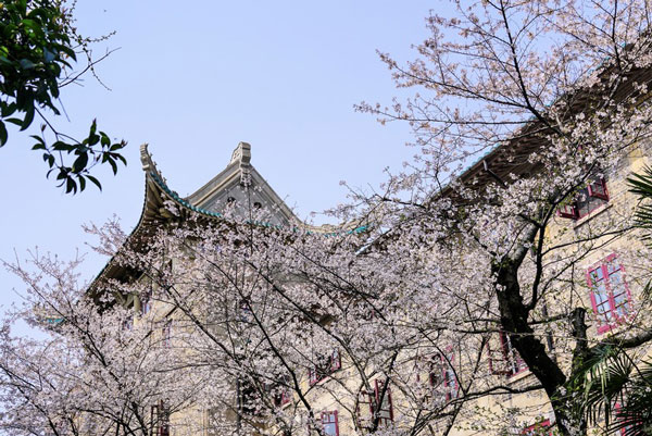 2019武汉大学樱花什么时候开 武汉大学樱花会开多久