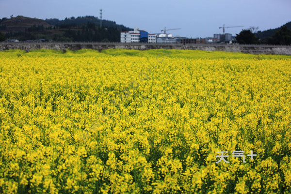 現在潼南油菜花的門票是68元/人,包含了景區門票,觀光電瓶車以及個人