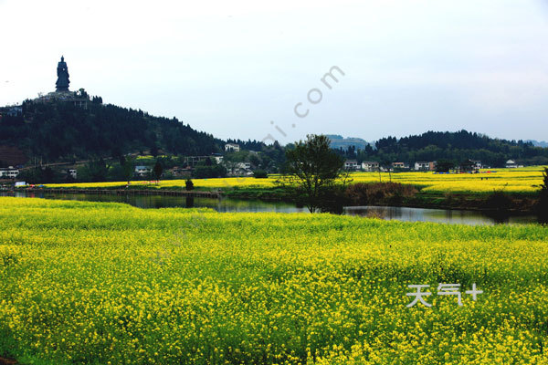 2019潼南油菜花什麼時候開 潼南油菜花門票多少 - 天氣加