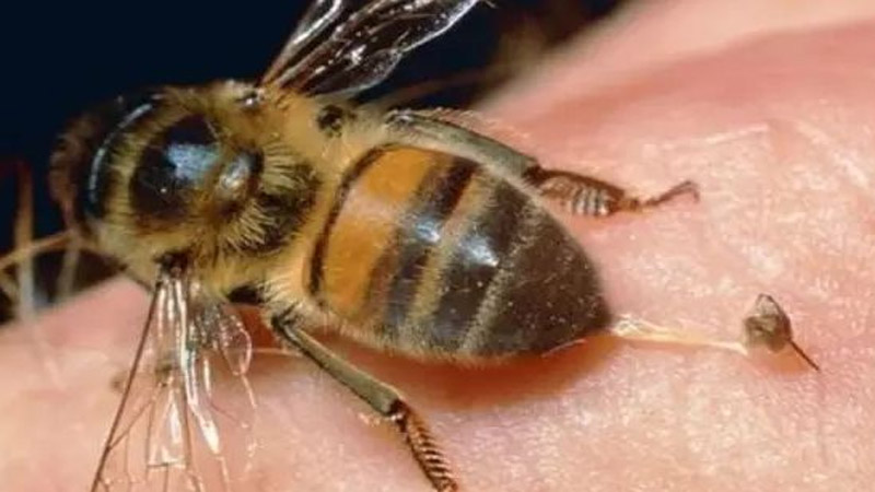 什么味道吸引蜜蜂最快 什么味道吸引蜜蜂最快最有效