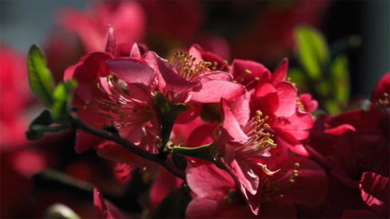 臨沂市花是什麼花