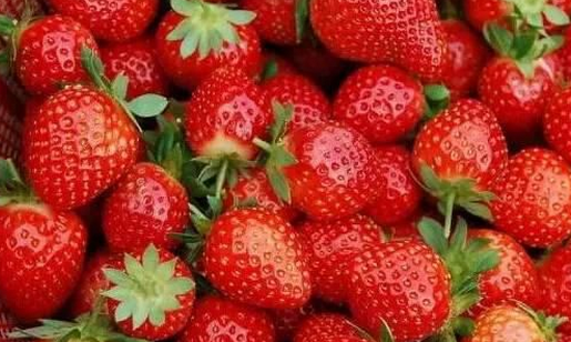 柳州摘草莓好去处有哪些？