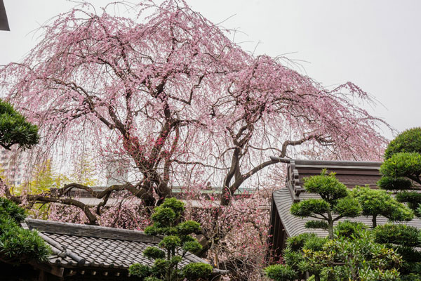 日本哪裡的櫻花最好看