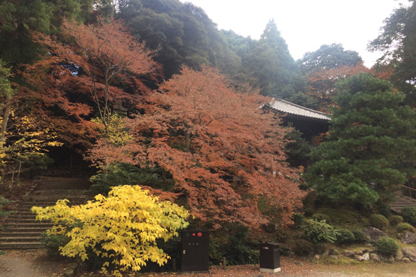 日本看红叶的最佳时间 日本有哪些看红叶的地方