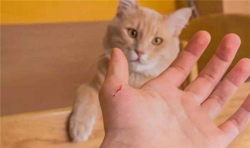 被猫抓伤一定要打针吗 猫抓伤得狂犬病的几率有多大