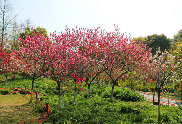 春天南京最美的地方 春天南京最美的景区