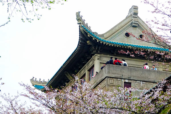 武汉大学樱花怎么预约 武汉大学樱花节时间