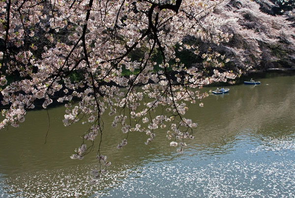 东京哪里樱花最好看 东京看樱花的地方