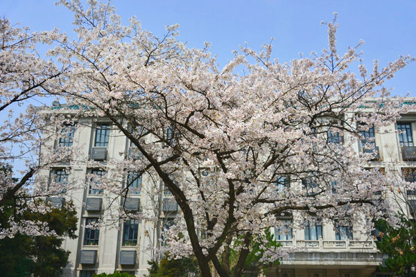 武汉大学樱花怎么预约 武汉大学樱花节时间
