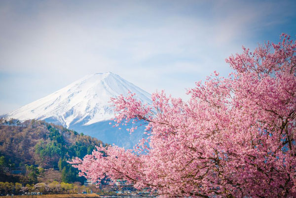 富士山什么时候去最好 富士山樱花什么时候开