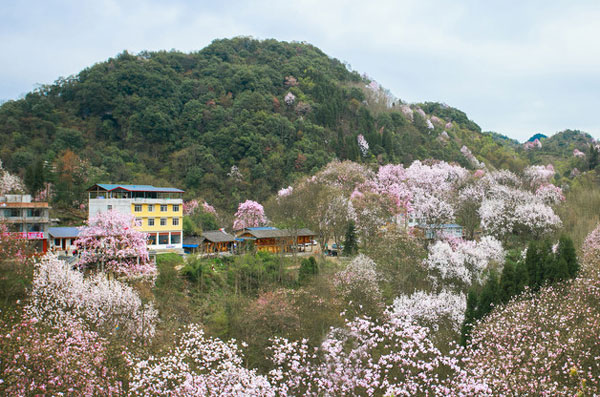 吳家後山辛夷花幾月開 江油吳家後山要門票嗎 - 天氣加