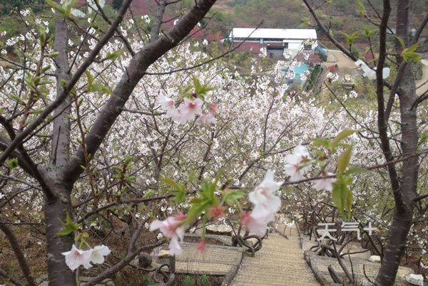 新丰樱花峪要门票的吗 2019年新丰樱花峪花期