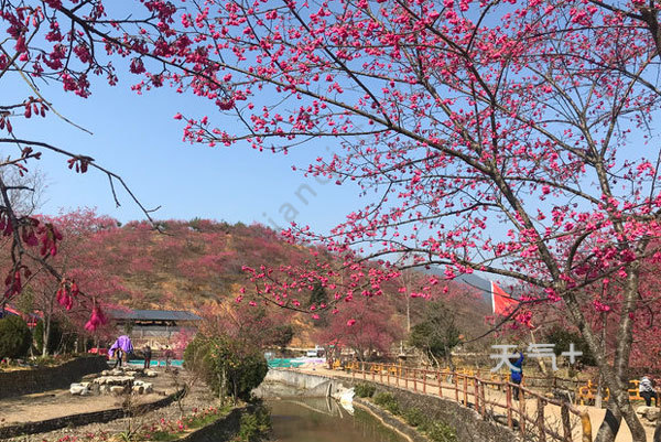 广州新丰樱花峪在哪里 新丰樱花峪旅游攻略