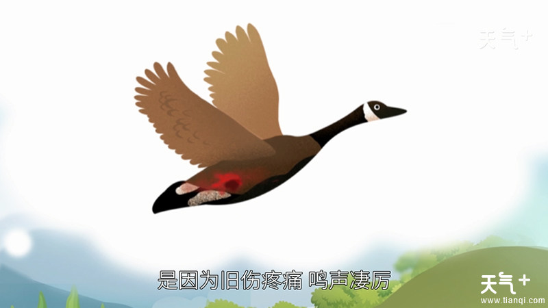 什么弓什么鸟的成语_成语故事图片(2)