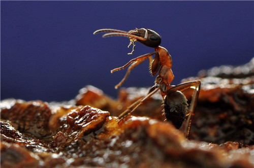 家中有蚂蚁怎么办 怎么去除家中蚂蚁