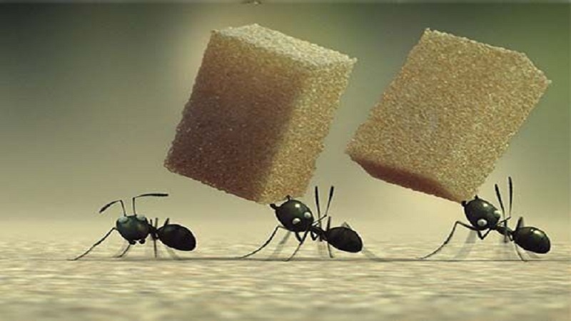 家中有蚂蚁怎么办 怎么去除家中蚂蚁