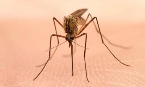 什么血型招蚊子 蚊子喜欢什么血型