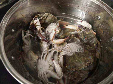 如何洗螃蟹不被夹 螃蟹怎么洗不会夹到手