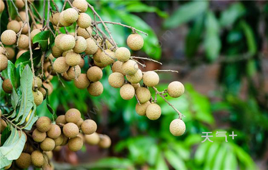 東莞有哪些特產 廣東東莞特產