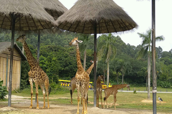 長隆野生動物園可以帶吃的嗎長隆野生動物可以帶水嗎