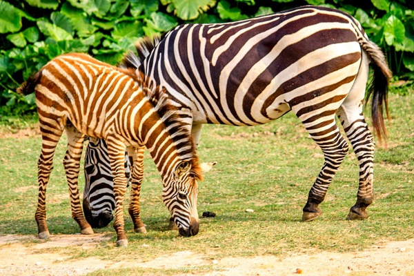 長隆野生動物園動物表演時間長隆動物園演出時間表