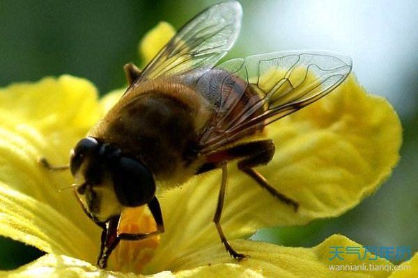 大蜜蜂梦见图片