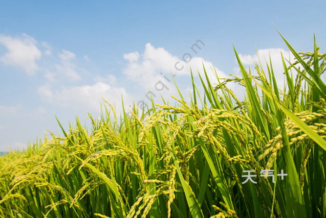 雜交水稻創紀錄怎麼回事雜交水稻創了什麼紀錄