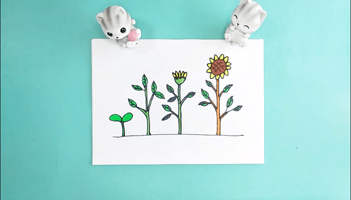 植物成长过程简笔画 植物成长过程画报 - 天气加