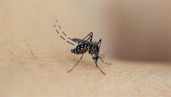 蚊子是怎样避暑的 蚊子的避暑方法  
