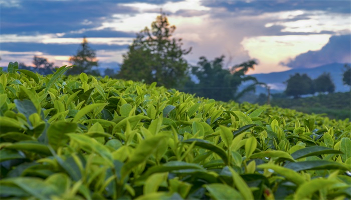 毛峰是绿茶吗 毛峰属于绿茶吗