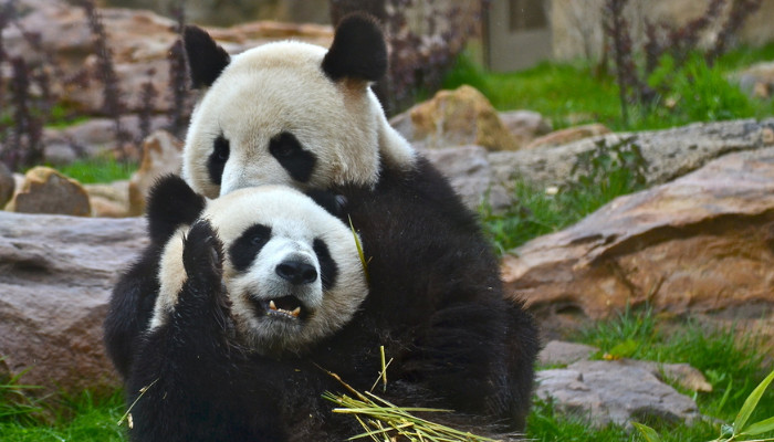 熊猫的特点 熊猫有什么特点