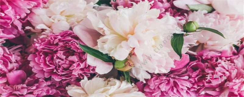 牡丹花花语 牡丹花花语是什么