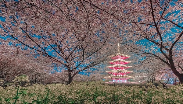 園內種植的第一批櫻花由日本前首相田中角榮贈送給鄧穎超,再由鄧穎超