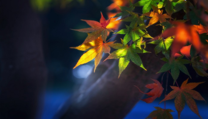 描写秋天景色的词语 描写秋天景色的词语有哪些