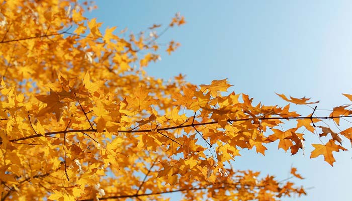 描写秋天的四字词语 有关秋天的四字词语有哪些