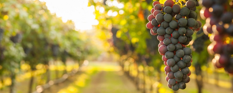 中国葡萄种植始于哪个朝代 中原地区葡萄种植始于什么朝代