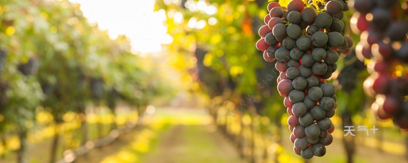 中国葡萄种植始于哪个朝代 中原地区葡萄
