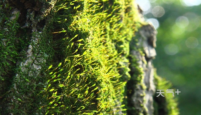 为什么青岛会有浒苔青岛浒苔的形成原因 天气加