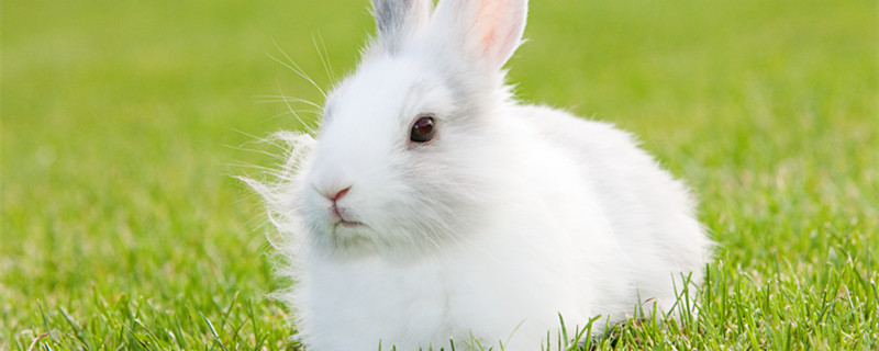 兔子寿命一般是多少年 兔子寿命能活多久