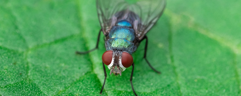 苍蝇的习性 苍蝇的习性有哪些